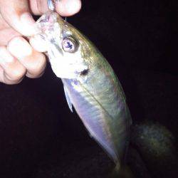 どしゃ降りアジメバル!!