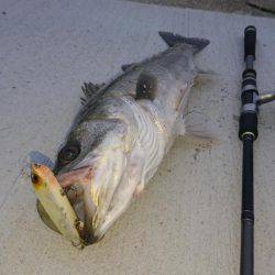 トップシーバスゲーム