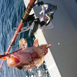 明石鯛爆釣⁉️