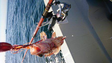 明石鯛爆釣⁉️