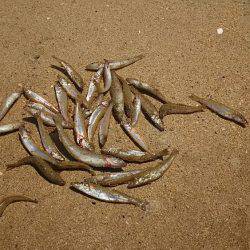 丹後サーフのシロギス