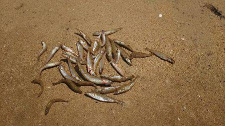 丹後サーフのシロギス