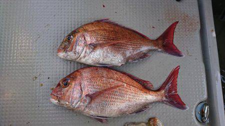 鯛爆釣❗タコも爆釣❗