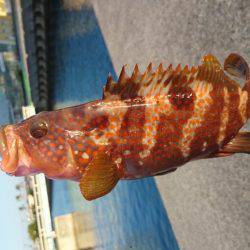 堤防の足下でアコウが