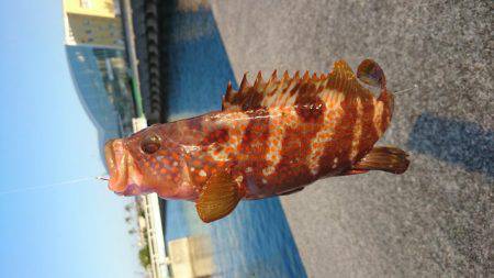 堤防の足下でアコウが