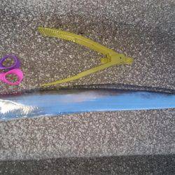 タチウオ回遊15分勝負