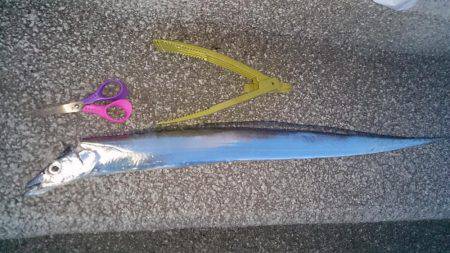 タチウオ回遊15分勝負