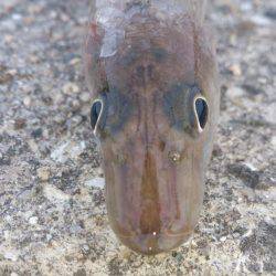 接岸してきてる！？