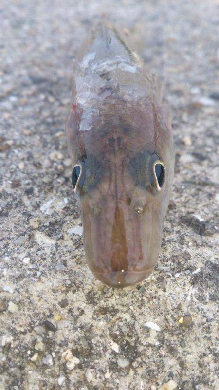 接岸してきてる！？