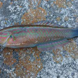 ジギングのはずが、、、