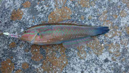 ジギングのはずが、、、