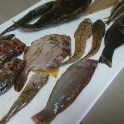 炬口でいろんな種類が釣れてます。