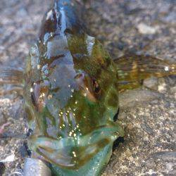 カマス開幕！？