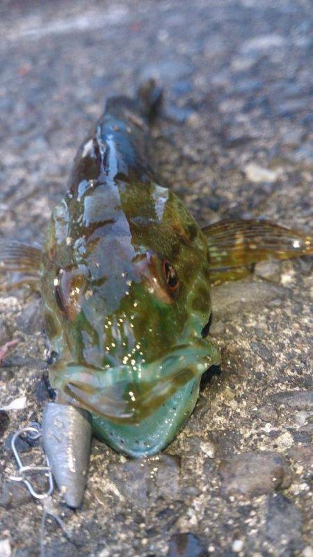 カマス開幕！？