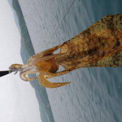 ボートエギング