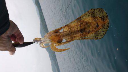 ボートエギング