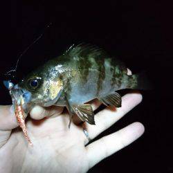 メバリング 自己最高記録