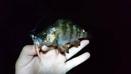 メバリング 自己最高記録