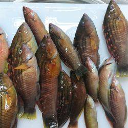 胴付きでちょい投げ