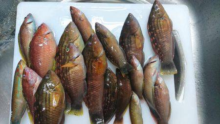 胴付きでちょい投げ