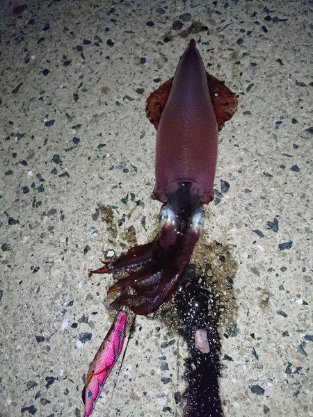 ケンサキイカ リベンジ