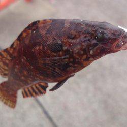 エギング撃沈、胴突きオカズ