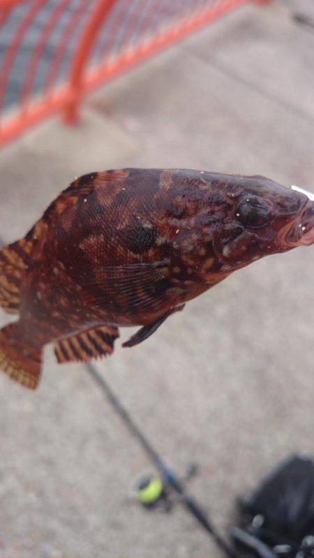 エギング撃沈、胴突きオカズ