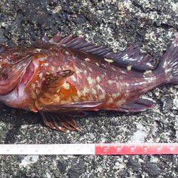 青物まだかな～