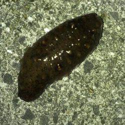 ガシラ保険は安全確実