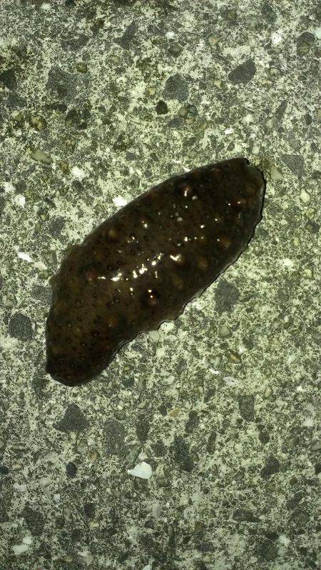 ガシラ保険は安全確実