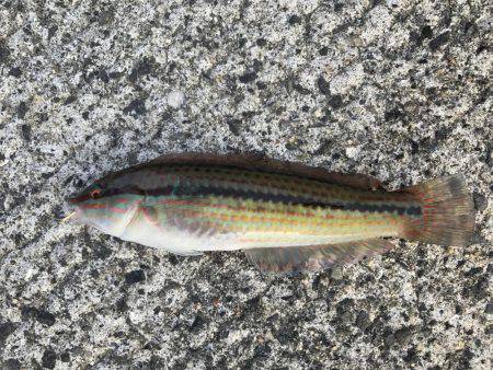 食いが渋かった