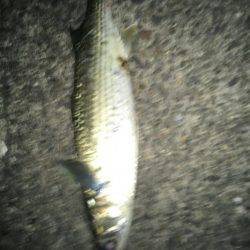 結局、ボラ釣り