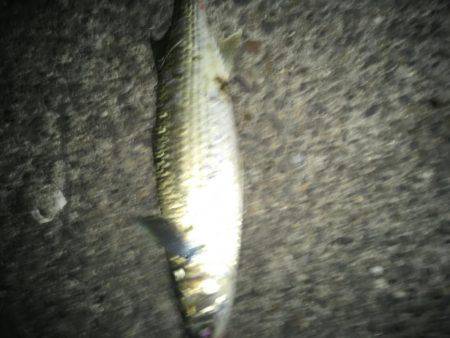 結局、ボラ釣り