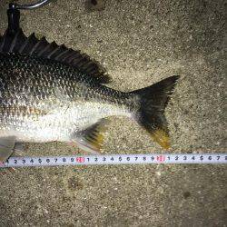 梅雨時期の短時間釣行