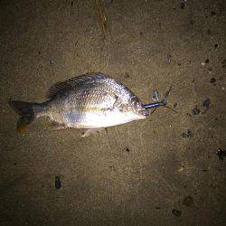 キビレ調査　ＮＯ，１８