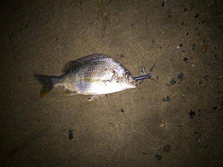 キビレ調査　ＮＯ，１８