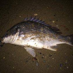 キビレ調査　ＮＯ，２２