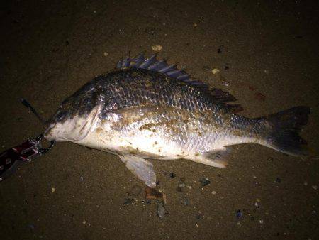 キビレ調査　ＮＯ，２２