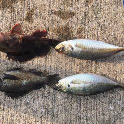 そろそろ少なくなってきた