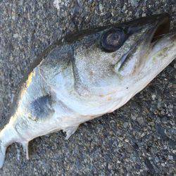 エビ撒き、イソメ、72cmのスズキゲット！！