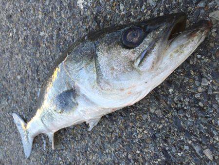 エビ撒き、イソメ、72cmのスズキゲット！！