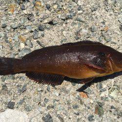 のべ竿を使いたくて使いたくて！