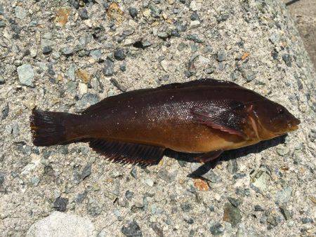 のべ竿を使いたくて使いたくて！