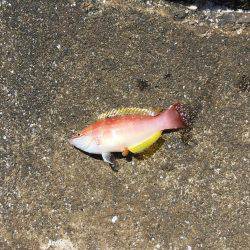 ちょい投げ釣り