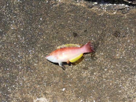 ちょい投げ釣り