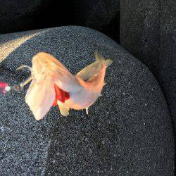 ランガンソルティング