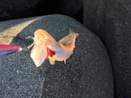 ランガンソルティング