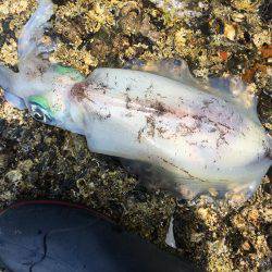 めちゃ久々のヤエン。