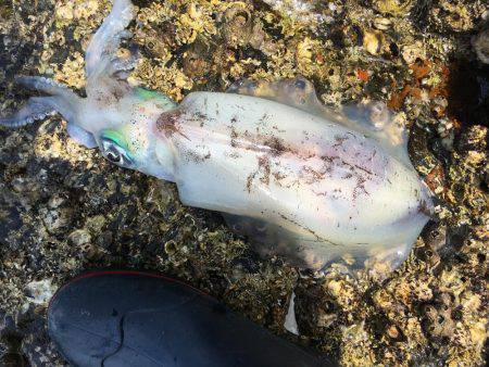 めちゃ久々のヤエン。