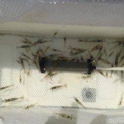 エビ撒き釣り！